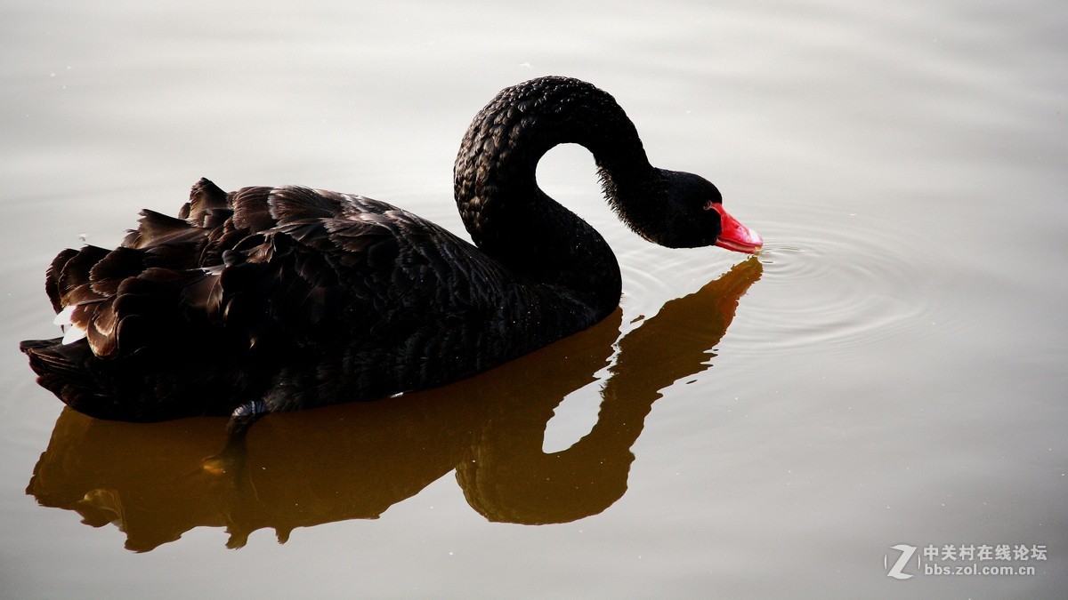 练习天鹅 拍摄 片---------2015.11.11日沈阳雾霾天  拍摄 习作 分享