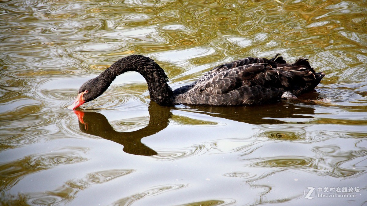 练习天鹅 拍摄 片---------2015.11.11日沈阳雾霾天  拍摄 习作 分享