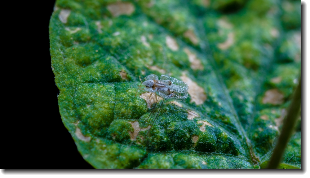 ~~~~~~蟲族的入侵~之~蟲蟲賀新年~~~~~~