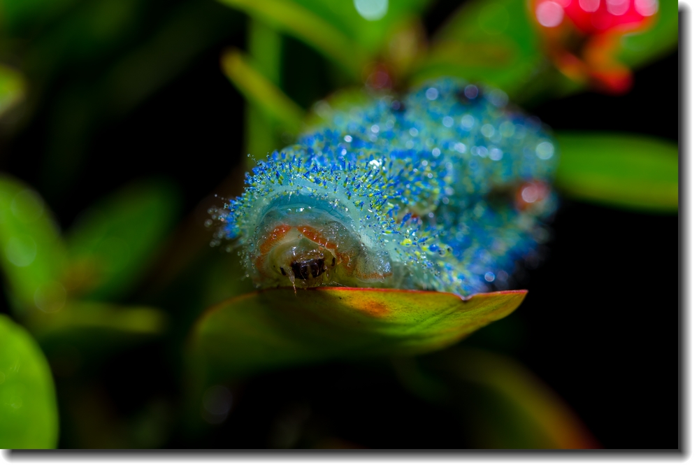 ~~~~~~蟲族的入侵~之~蟲蟲賀新年~~~~~~