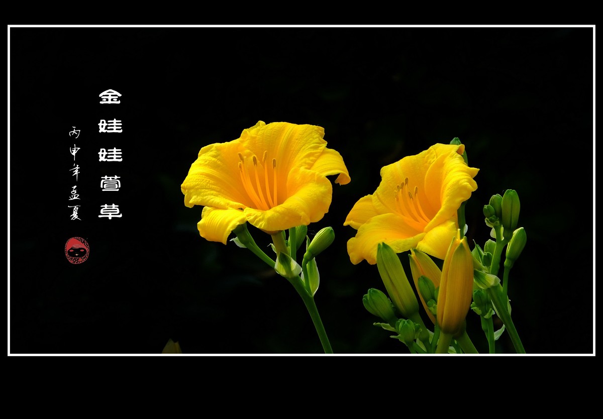 金灿灿的金娃娃萱草