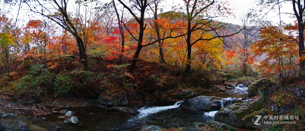 遼寧屋脊新賓崗山楓葉正紅時