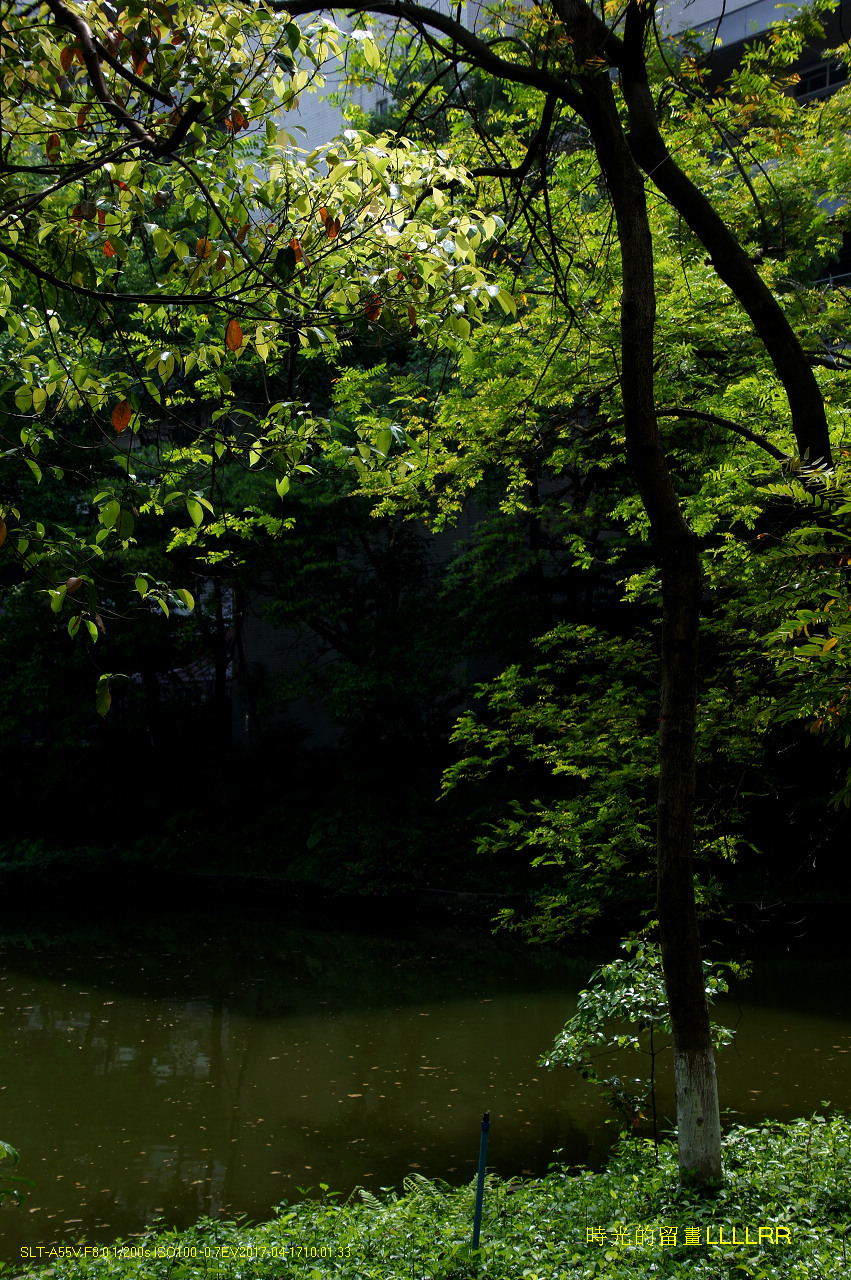 【校园随拍 19】 广州大学