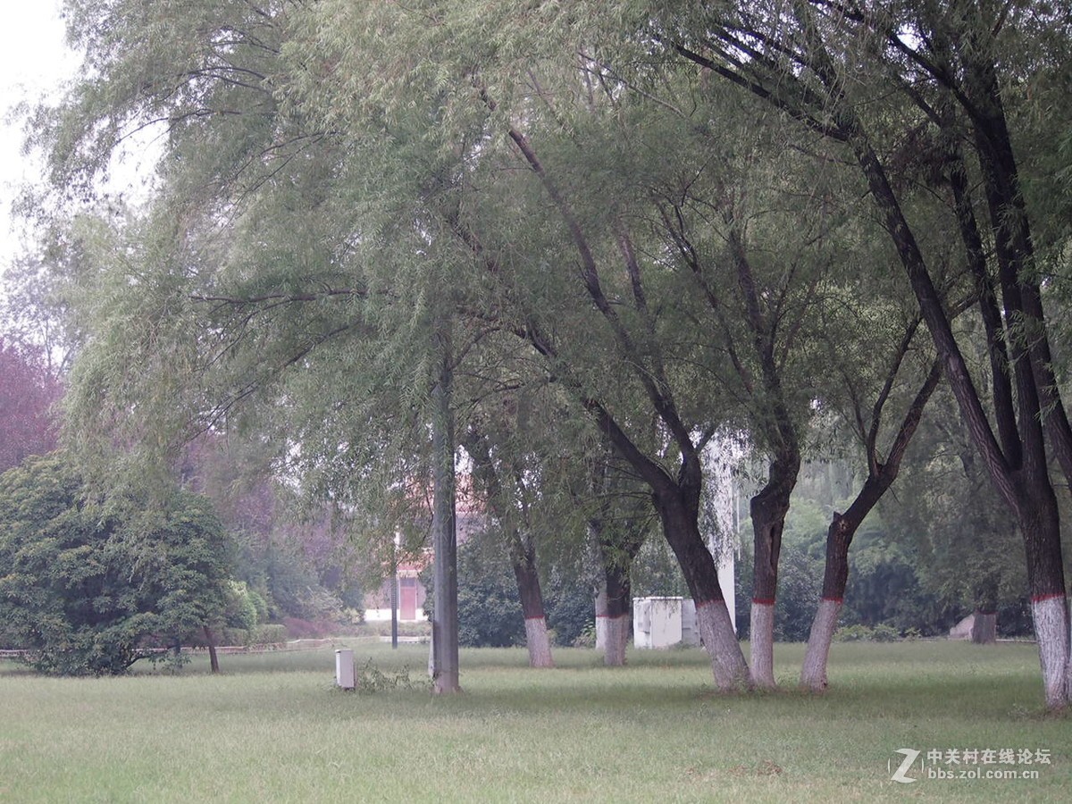 早晨，街道，洒水车，公园