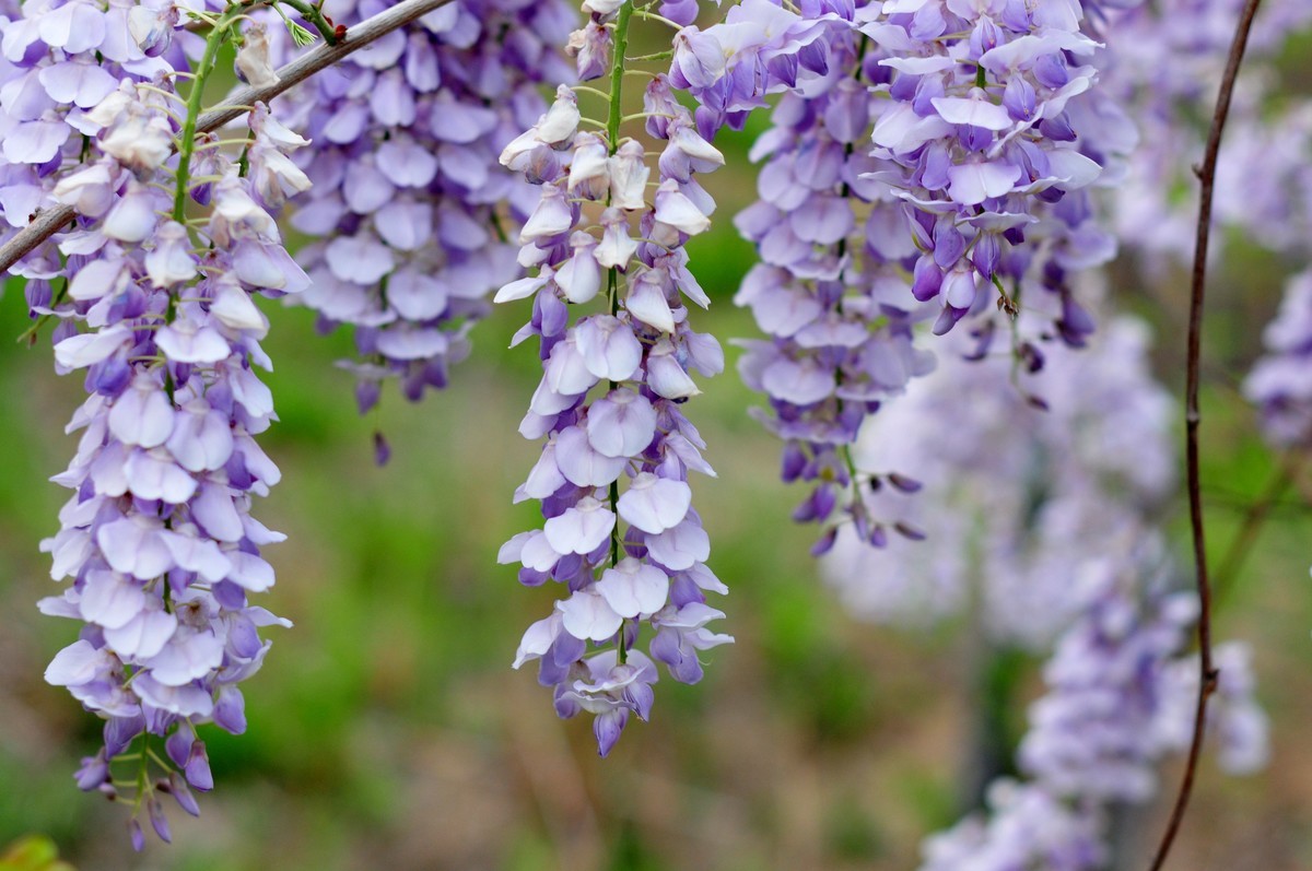 找回老账号登录，发帖纪念，随拍路边花