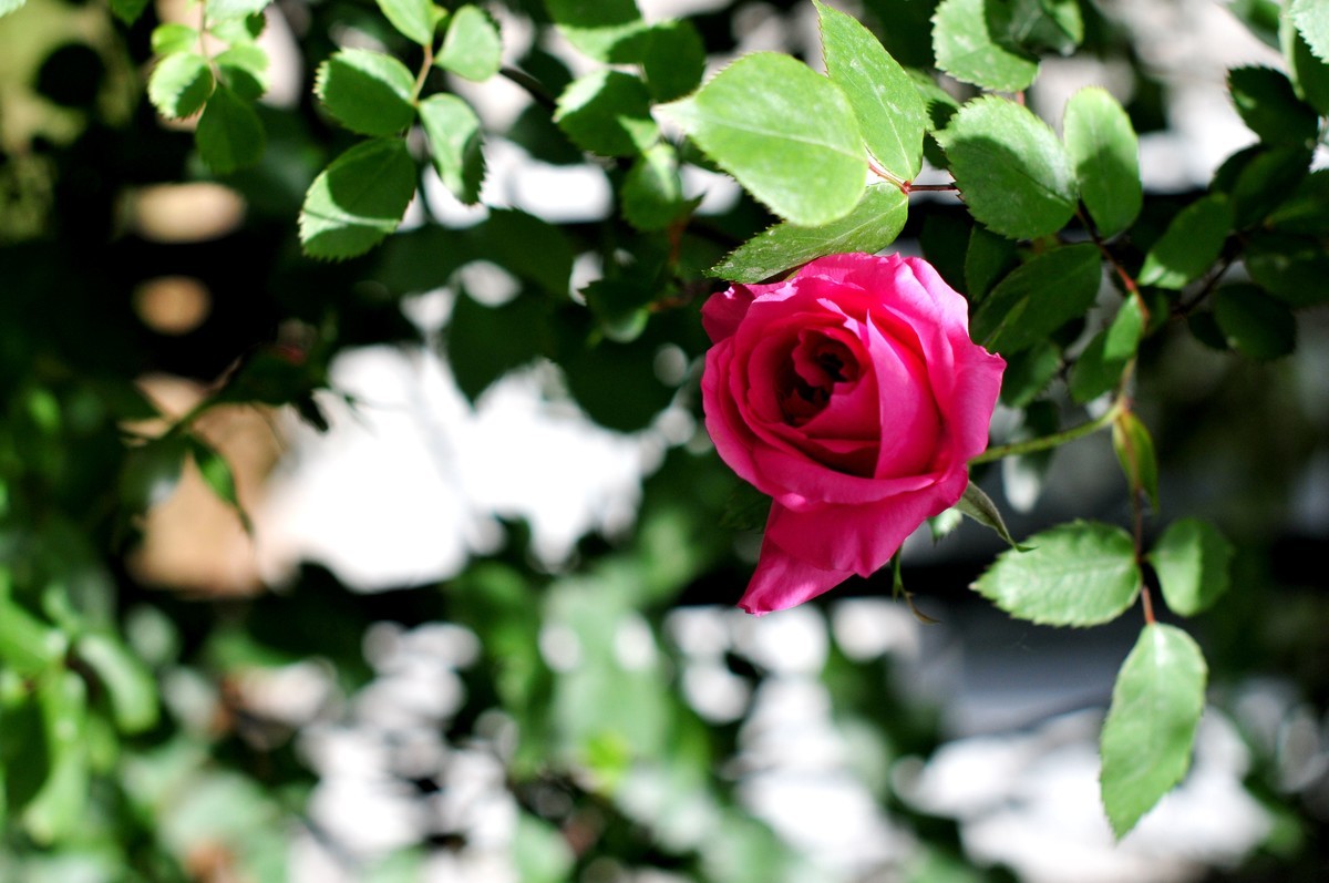 找回老账号登录，发帖纪念，随拍路边花