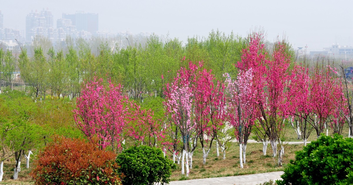 找回老账号登录，发帖纪念，随拍路边花