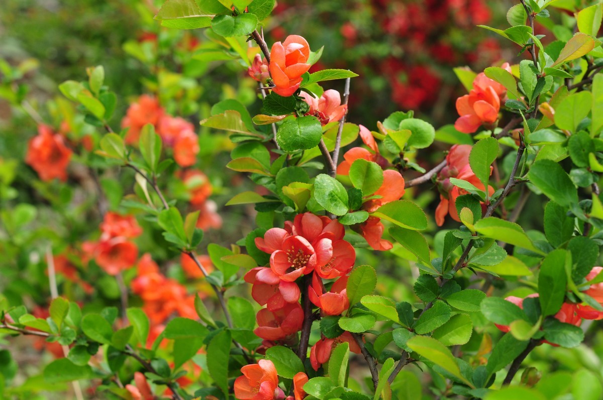 找回老账号登录，发帖纪念，随拍路边花