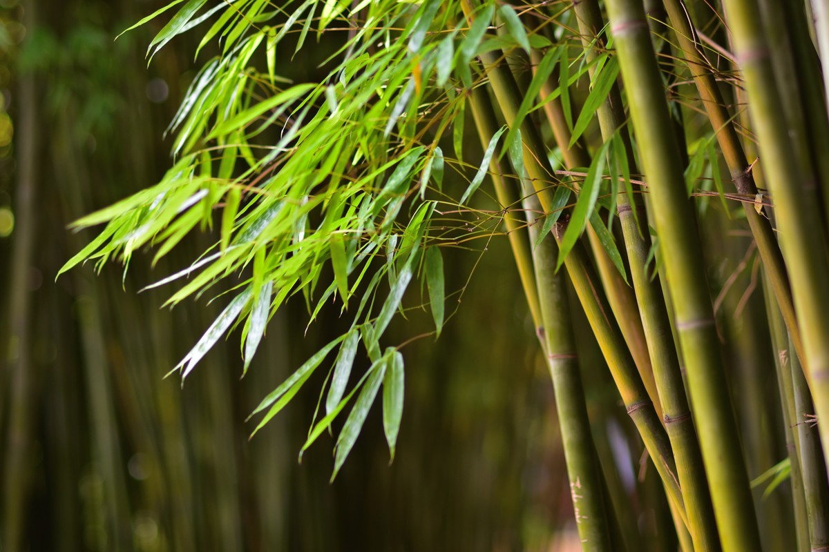 夏日呢喃——长沙橘洲随拍