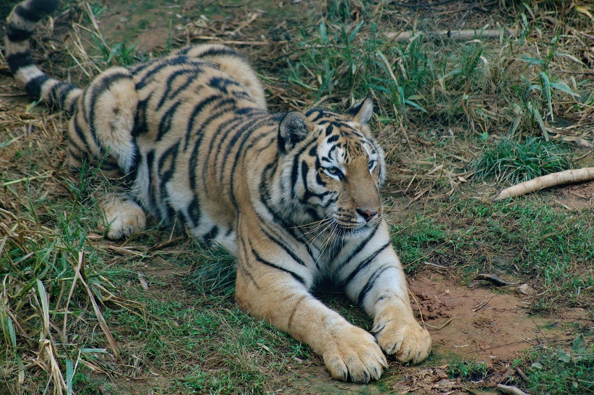 动物园山上散养的老虎