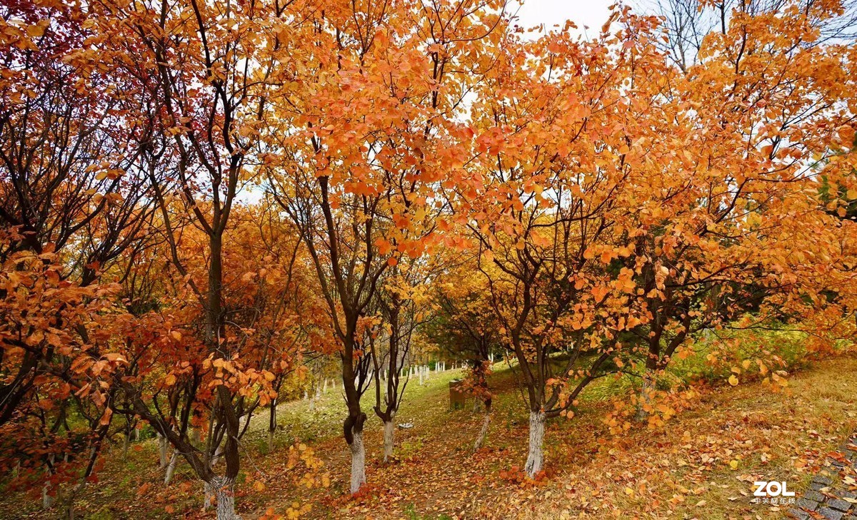 奥林匹克森林公园彩叶