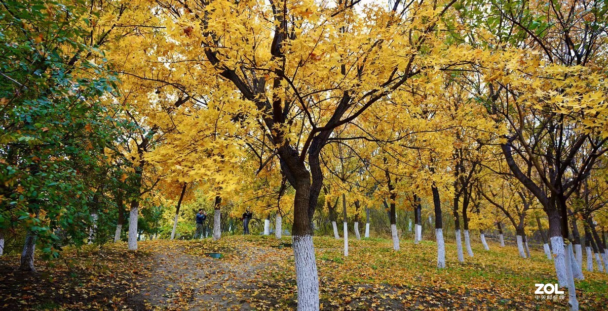 奥林匹克森林公园彩叶