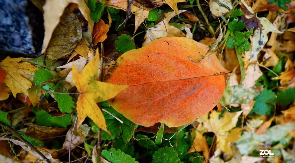 奥林匹克森林公园彩叶