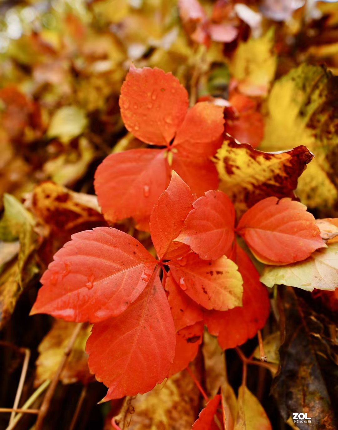 奥林匹克森林公园彩叶