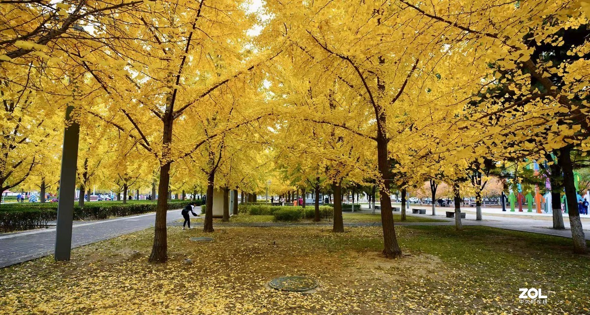 奥林匹克森林公园彩叶