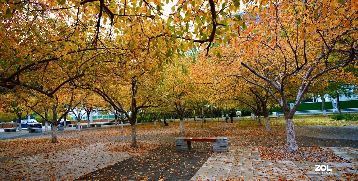 奥林匹克森林公园彩叶