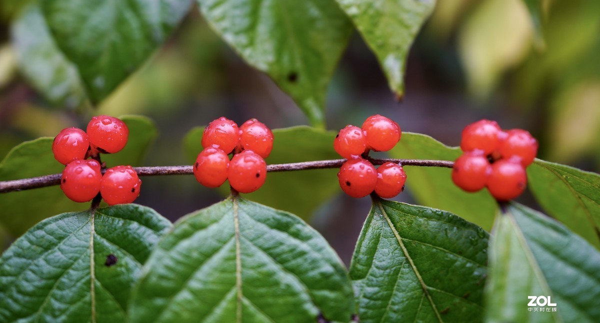 奥林匹克森林公园彩叶