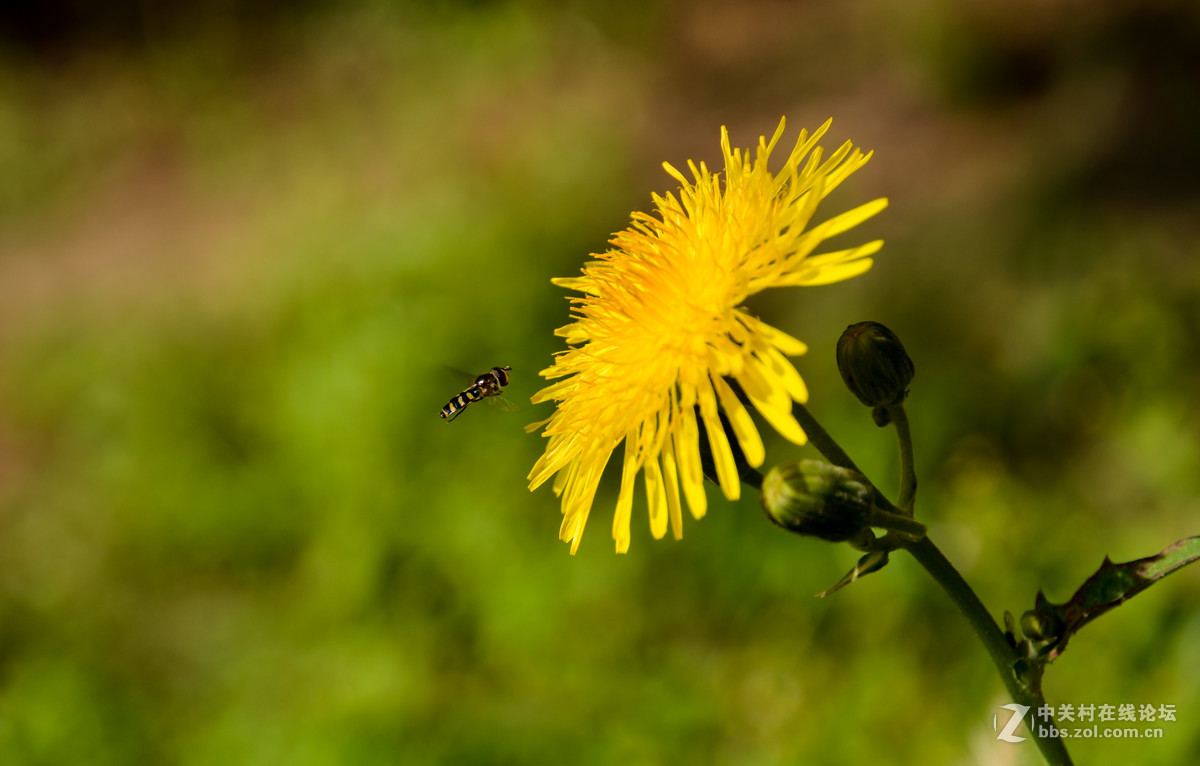 蜂、花正茂话金秋