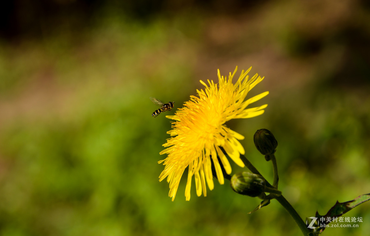 蜂、花正茂话金秋