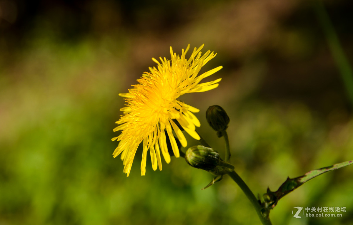 蜂、花正茂话金秋