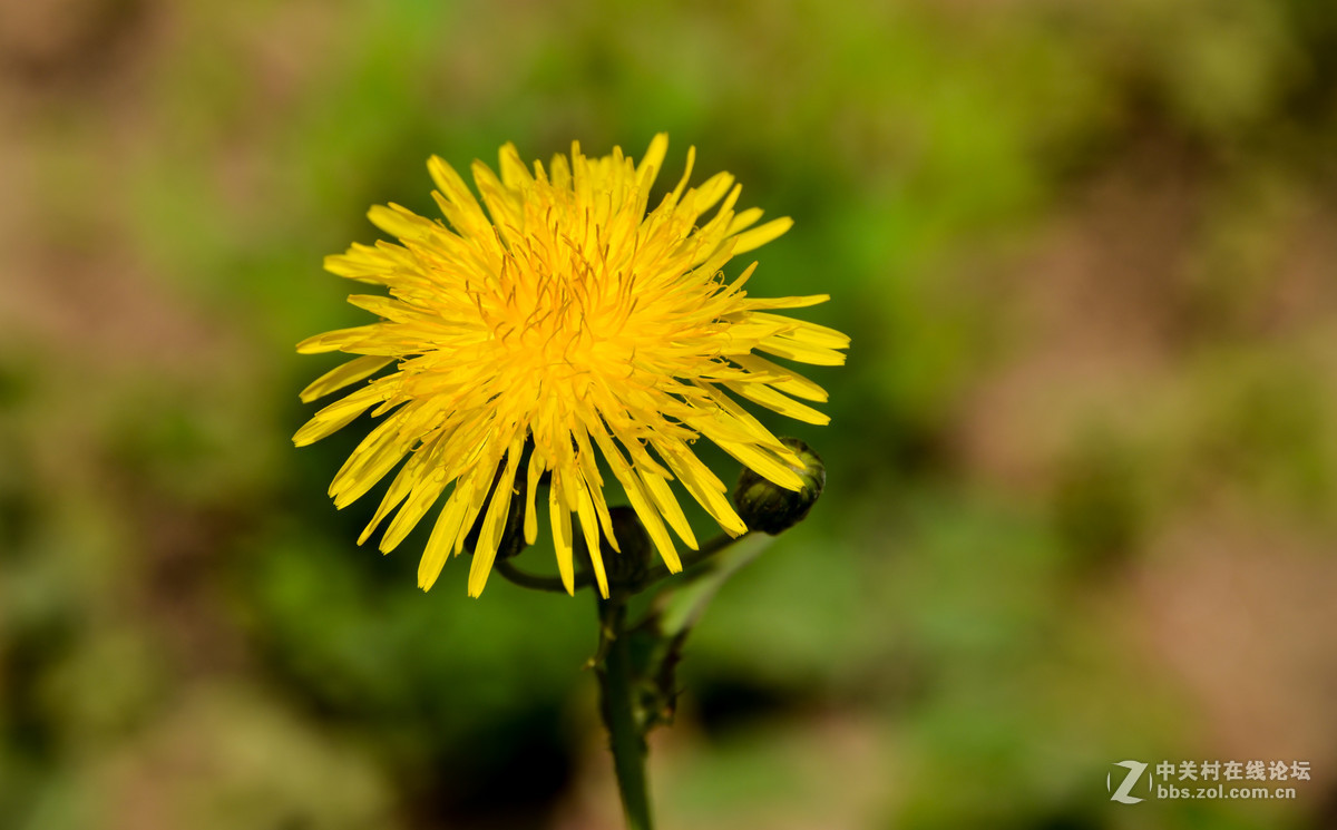 蜂、花正茂话金秋