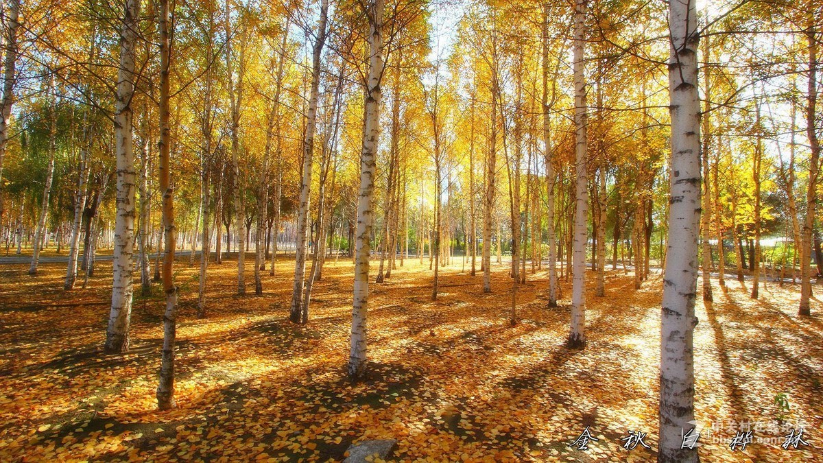 金秋白桦林