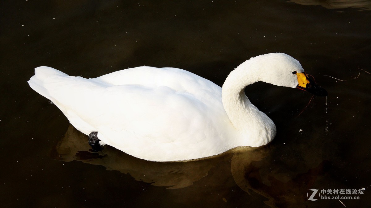 练习天鹅 拍摄 片---------2015.11.11日沈阳雾霾天  拍摄 习作 分享