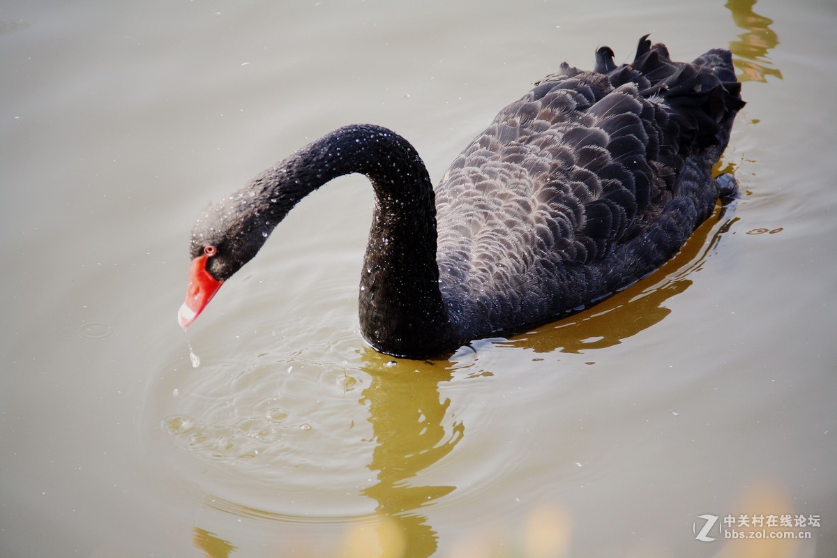 练习天鹅 拍摄 片---------2015.11.11日沈阳雾霾天  拍摄 习作 分享