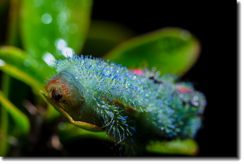 ~~~~~~蟲族的入侵~之~蟲蟲賀新年~~~~~~