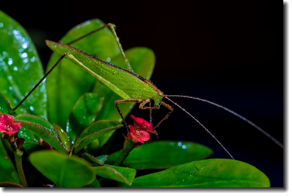 ~~~~~~蟲族的入侵~之~蟲蟲賀新年~~~~~~