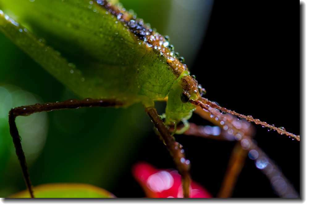 ~~~~~~蟲族的入侵~之~蟲蟲賀新年~~~~~~