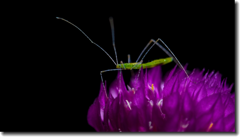 ~~~~~~蟲族的入侵~之~蟲蟲賀新年~~~~~~