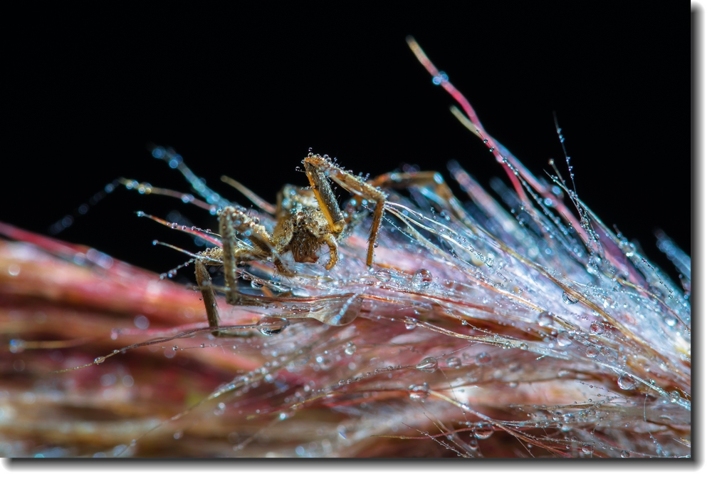 ~~~~~~蟲族的入侵~之~蟲蟲賀新年~~~~~~