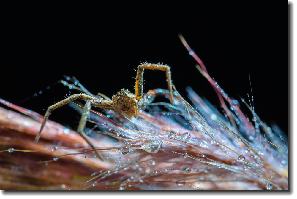 ~~~~~~蟲族的入侵~之~蟲蟲賀新年~~~~~~