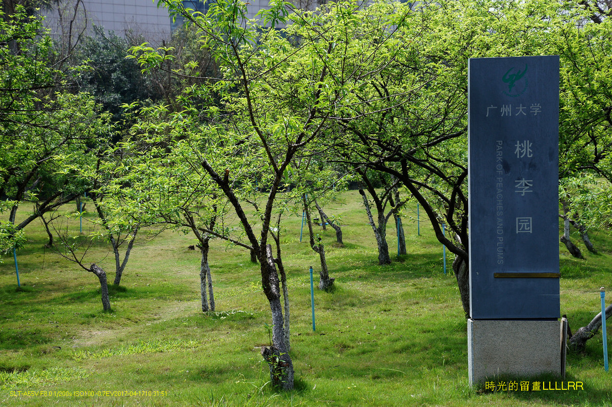 【校园随拍 19】 广州大学