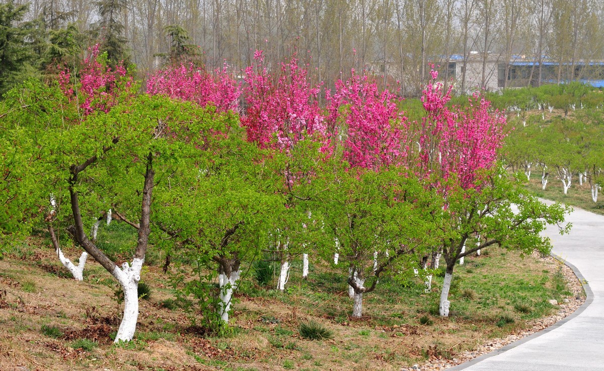 找回老账号登录，发帖纪念，随拍路边花