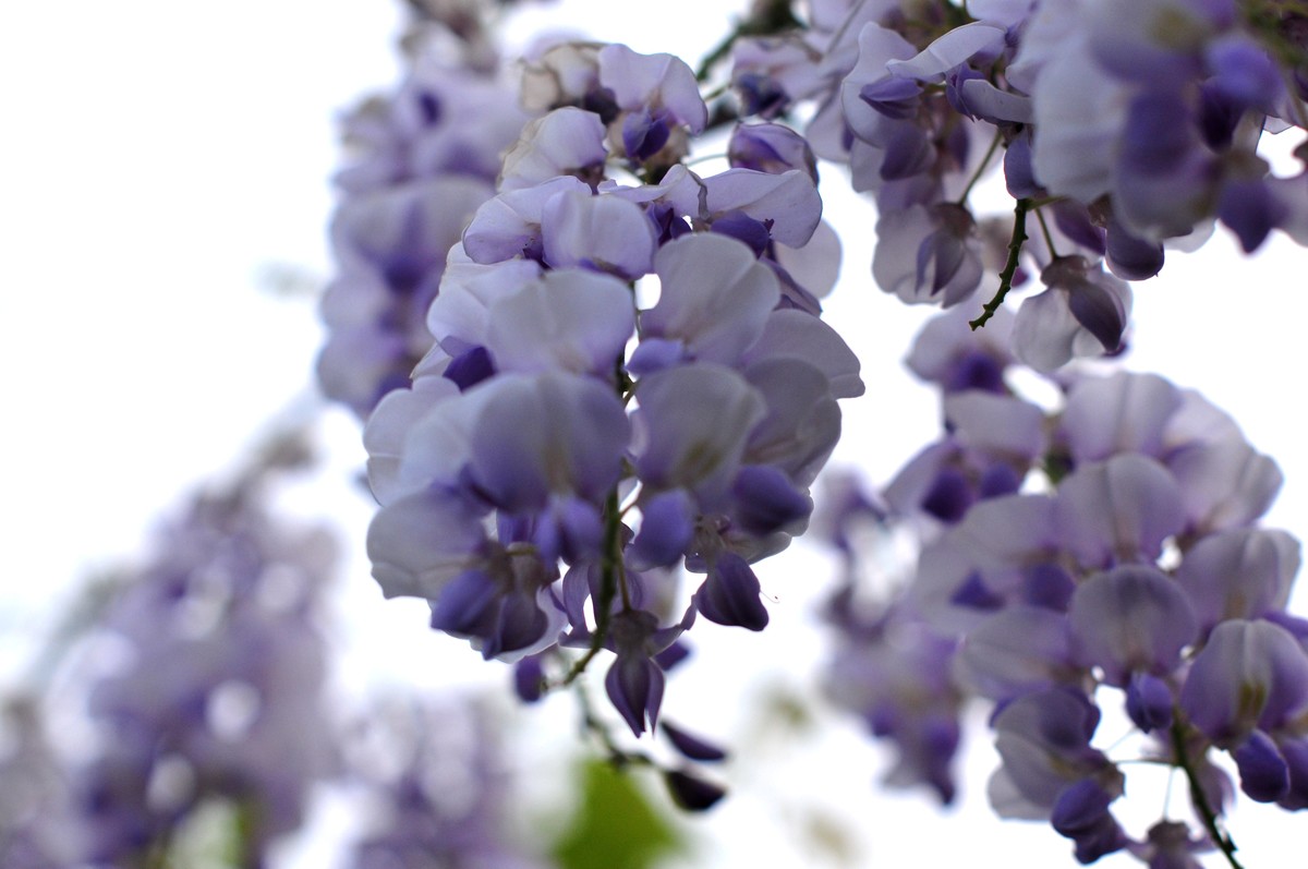 找回老账号登录，发帖纪念，随拍路边花