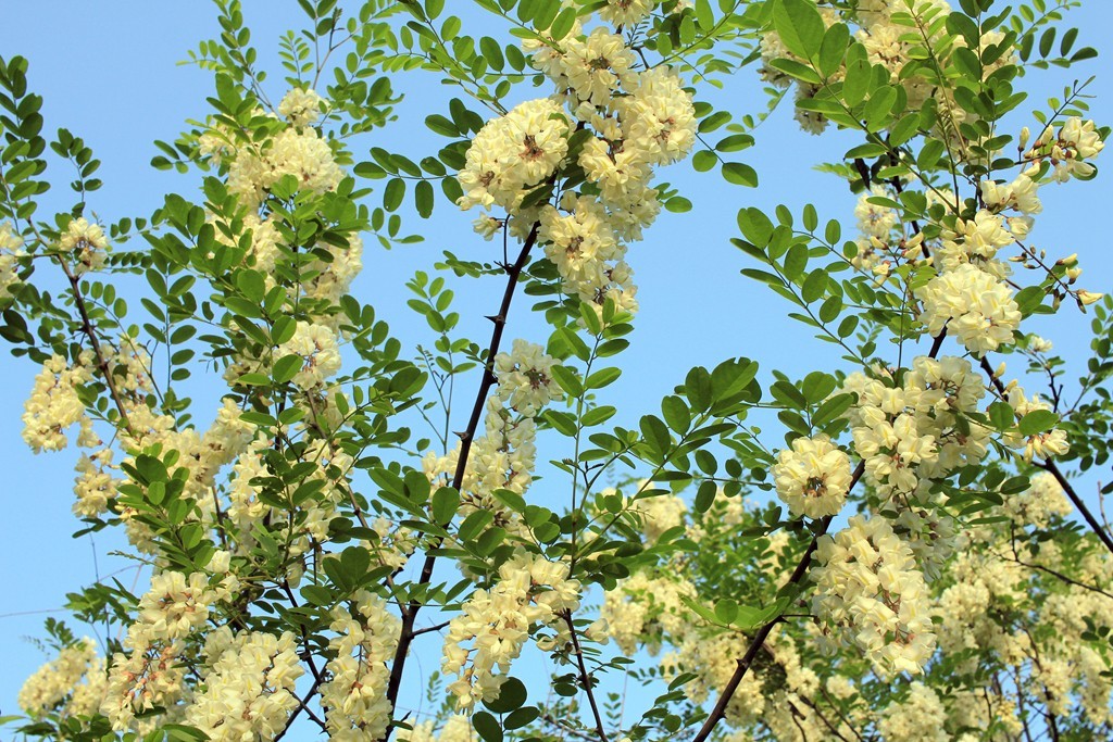 槐花飘香