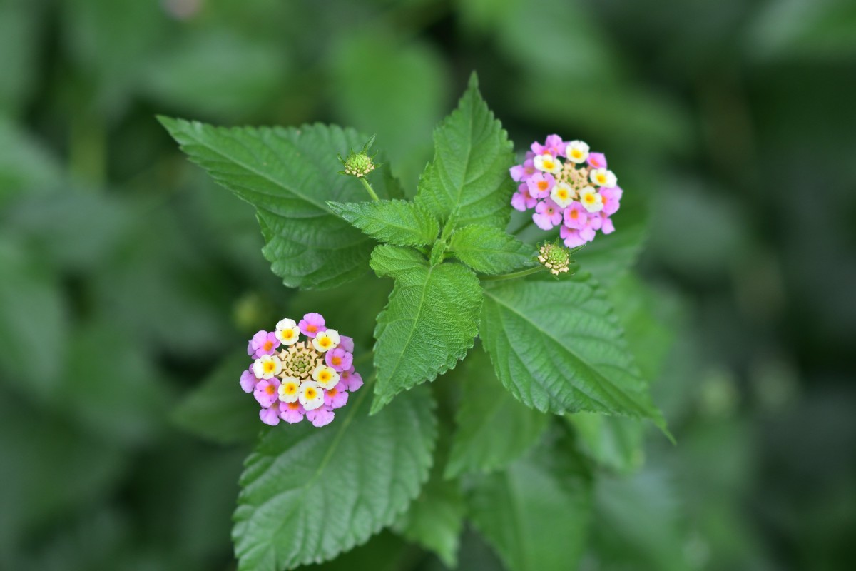 夏日呢喃——长沙橘洲随拍