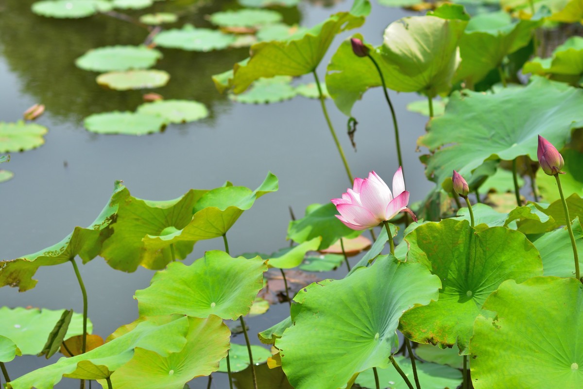 夏日呢喃——长沙橘洲随拍