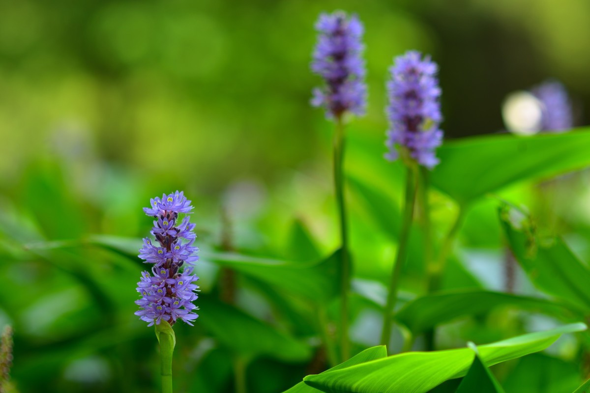 夏日呢喃——长沙橘洲随拍