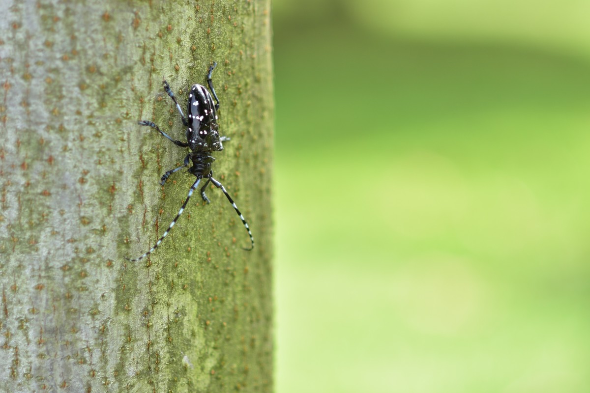 夏日呢喃——长沙橘洲随拍