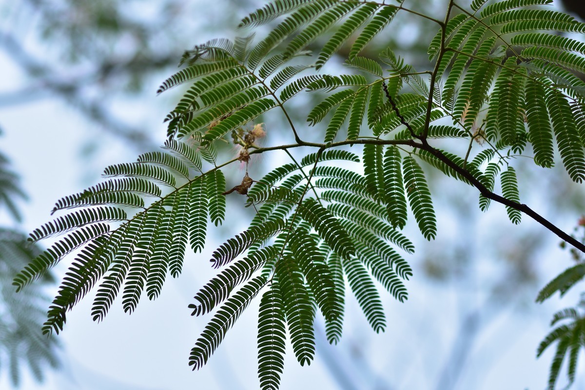 夏日呢喃——长沙橘洲随拍