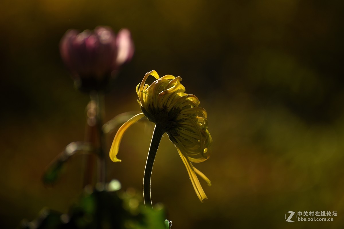 菊花诗