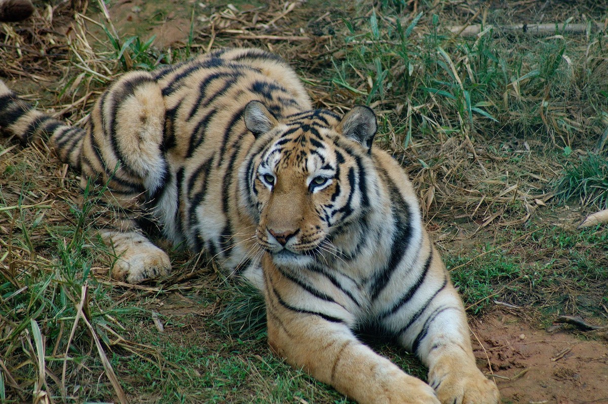 動物園山上散養的老虎