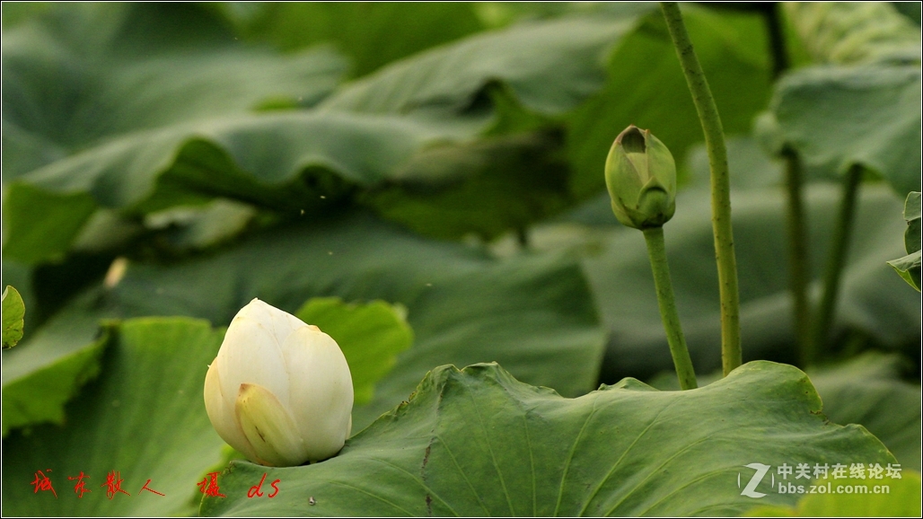 荷塘    夏日   5