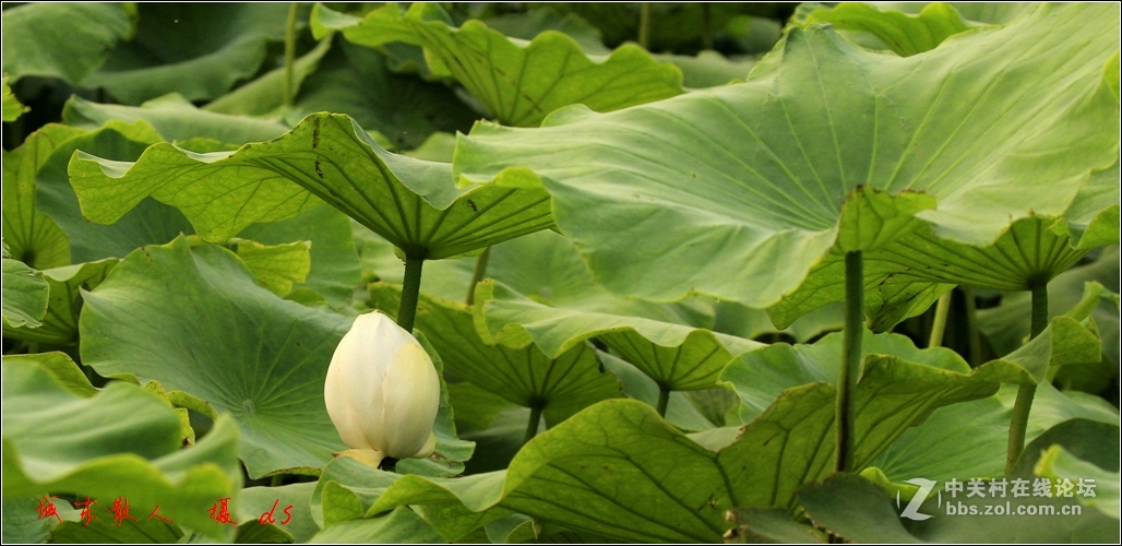 荷塘    夏日   5