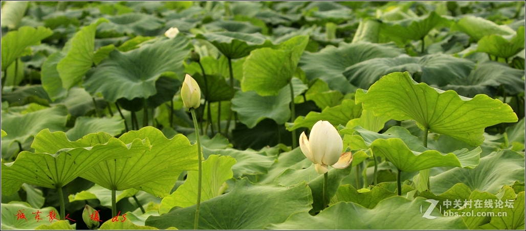 荷塘    夏日   5