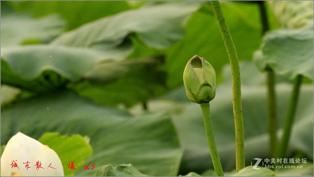 荷塘    夏日   5
