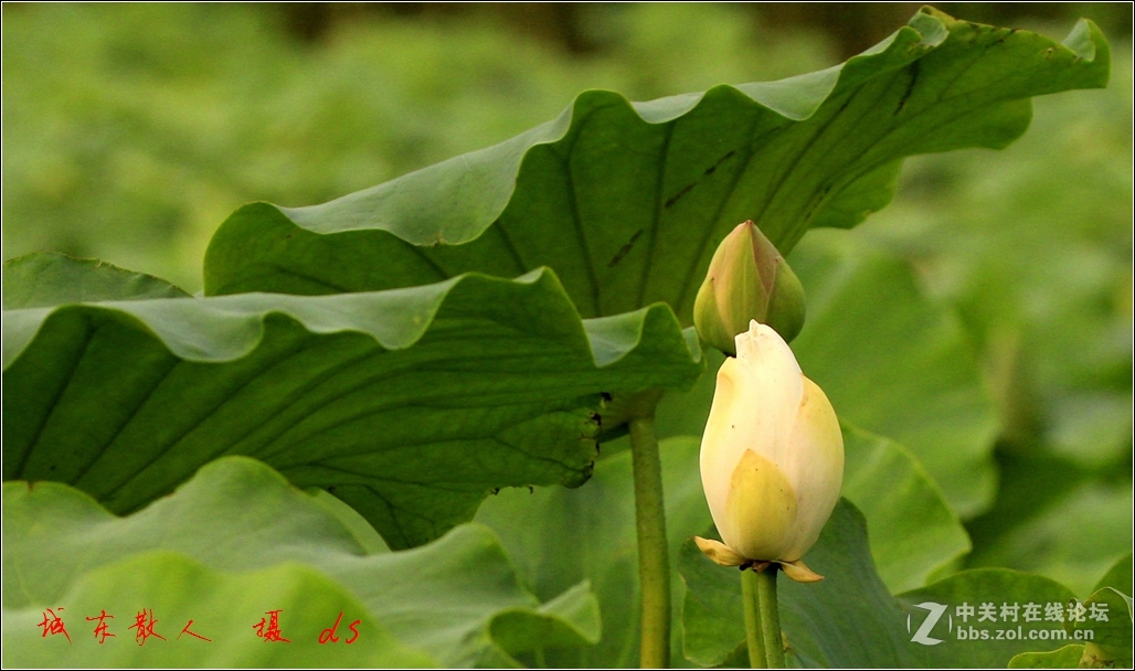 荷塘    夏日   5